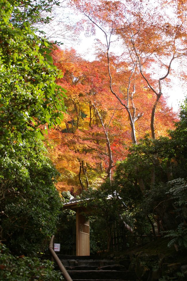 瑠璃 KAWASAKI ZZR1400 ZX14R TOPSPEED ACCELERATION ZX-14R ZX 14R