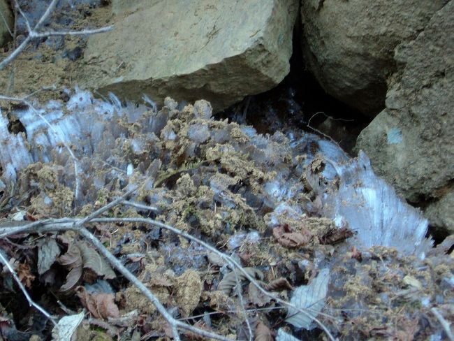 ちょうど日陰の為か、山の斜面には大きな霜柱がびっしり敷き詰められて（？）ました。