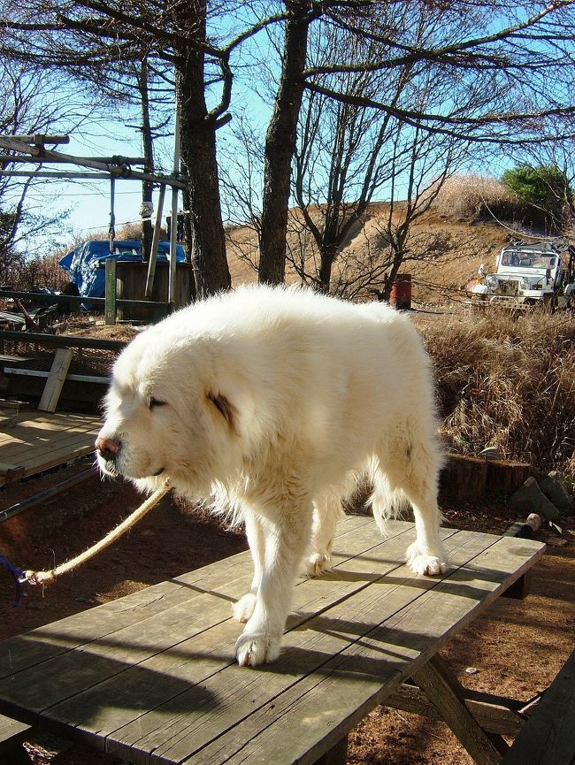 富士見山荘の番犬？？でしょうか。<br />あんまり人を怖がらないので、登山客がみんな撫でてました。