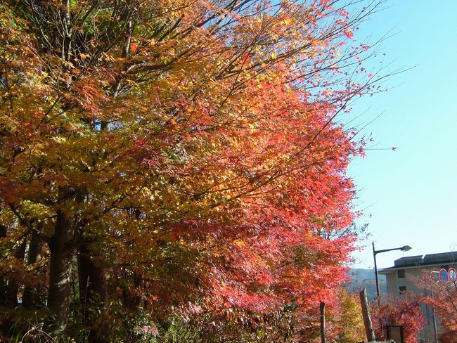 河口湖をふらっと周ってみたところ、紅葉がちらほら。