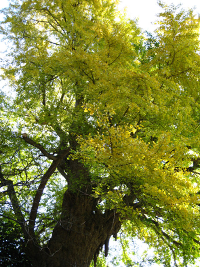 ご神木の大銀杏。大分色づいていましたが、まだ黄緑色っていうところでしょうか。