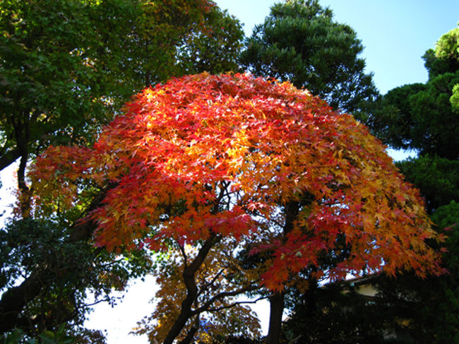 荏柄天神社のすぐ近くの民家で、モミジがま〜るくカットされていたのが珍しかったので、カシャ。