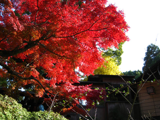 ここのイロハモミジが見事に紅く色づいていました。