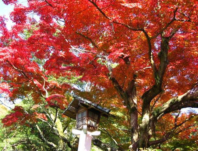 横から見ると真紅、下から見ると午後の日差しをあびてオレンジ色に輝いて見えます。