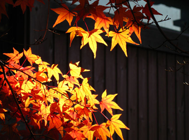 陽の光で重なった葉のフォルムが透けて見えるのがなんとも美しいです。