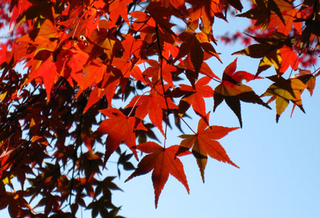 背景によって葉の色が変わります。