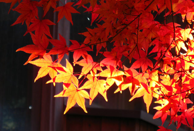 すっかり気に入った葉っぱを何枚も撮っちゃって。<br />しつこい！っつーの。