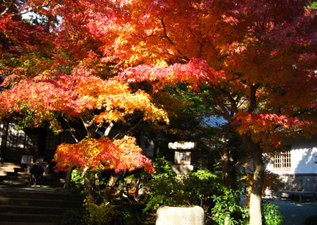 赤、緑、黄色といったグラデーションがお寺を背景に美しく輝いています。