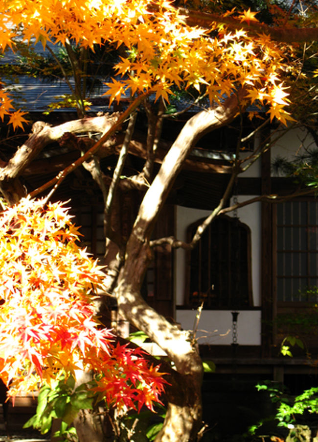 またこのお寺、それぞれのパーツが紅葉にぴったりで、どの角度から撮っても絵になりそうなアイテムが揃っています。