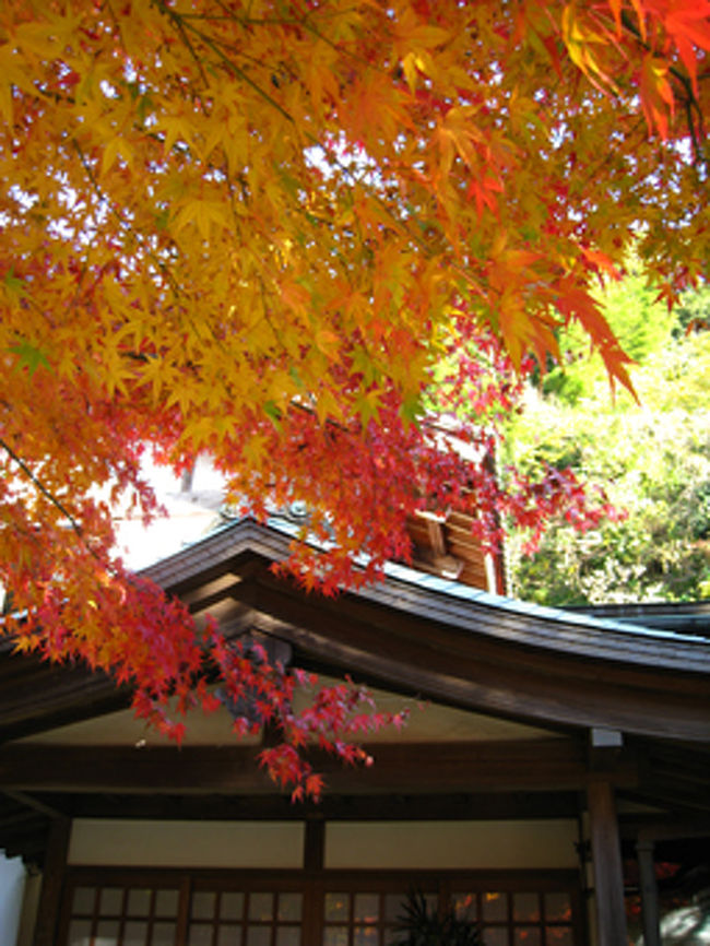 僧侶が案内してくれる境内は広大で、珍しい樹木も多く、重要文化財も非公開ながら多くあるようです。<br />今回は時間があわずに境内散策はあきらめましたが、次回は是非、境内に入ろうと思います。