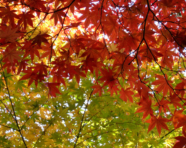 この赤と黄色と緑のコントラストは、この時期しか見ることのできない貴重な絵です。