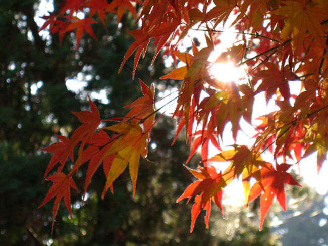 境内は写真撮影禁止のようですが、入り口の愛染堂だけでも絵になるお寺です。<br />今回参拝したお寺、神社の中では一押しです。