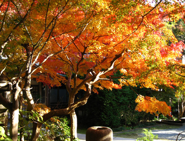 今回は見事な紅葉を楽しむことができました。<br />12/8,9あたりがピークの最後というところでしょうか。<br /><br />わざわざ京都、奈良にいかなくても、鎌倉もなかなかおつな紅葉が楽しめます。<br />今回訪れたお寺以外にも、まだまだ鎌倉には紅葉が美しい有名なお寺があります。<br />これから徐々に開拓していこうと思っています。
