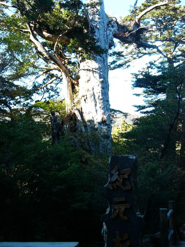 空港について、レンタカーを借りて、いざ屋久杉へ！！こちらは空港から来るまで４０分？くらいのところにある紀元杉です。（推定樹齢３０００年）