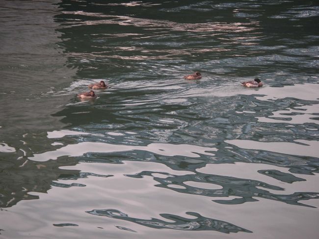 浅草 吾妻橋 築地 勝どき橋 隅田川沿歩いて ビックリ 天ぷら人情の旅 浅草 東京 の旅行記 ブログ By Swalさん フォートラベル