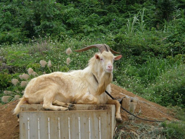 とぼけたヤギ君