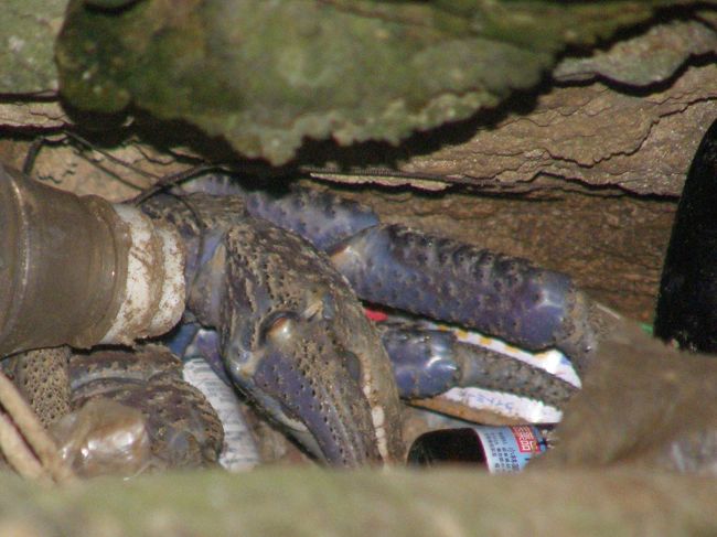 大神島でやしがにを見つけた。<br />夜行性なのに。