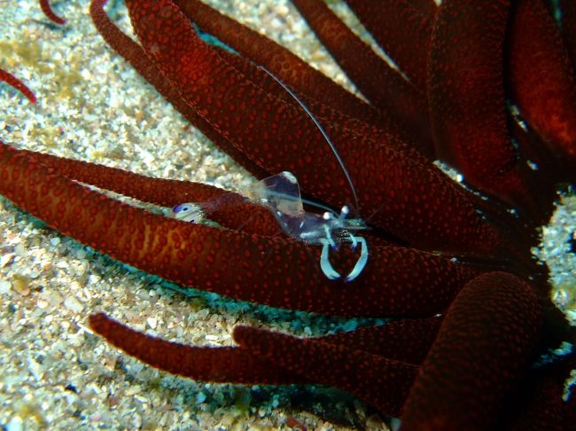 オドリカクレエビ