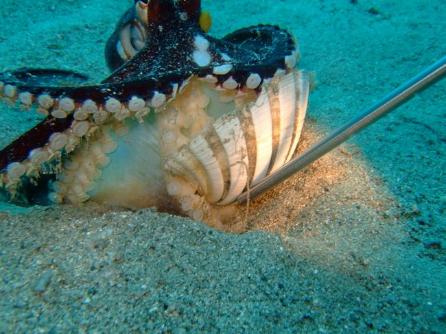 子育て中のメジロダコ。