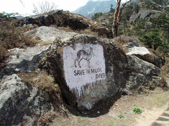 ヒマラヤの環境破壊は深刻で、絶滅の危機に瀕している野生動物もあります。