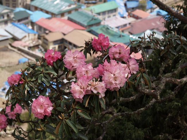 ネパールの国花・シャクナゲが癒してくれます。