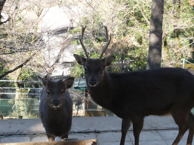 カメラ目線のシカ２頭！<br />じつは、この後、撮影に夢中になっていた私が顔を上げると、じつに２０頭ちかいシカたちが、このフェンスの向こうに集まってきていました！！！<br />そして全員が私を見て「んー」「んー」「んー」と鳴き始め、なんかこわかったｗｗｗ