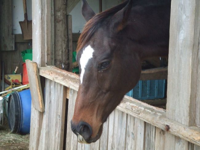 宮古馬<br />おとなしい馬です