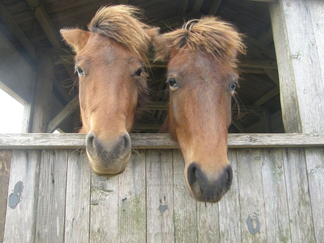 また宮古馬。<br />２頭並んでいつまでもこちらを見ている。