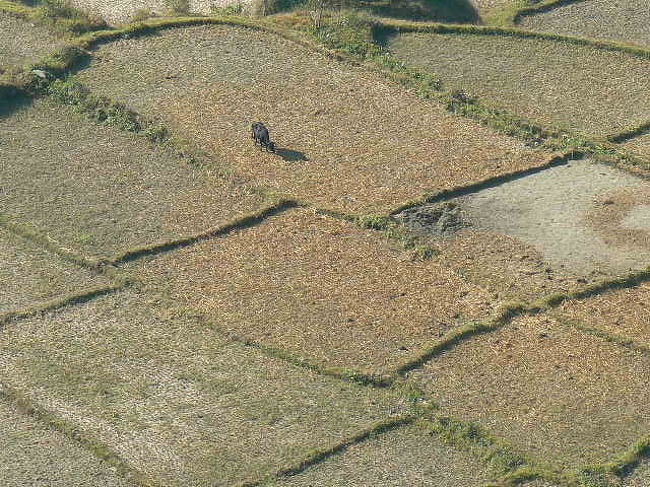 棚田に牛がいます