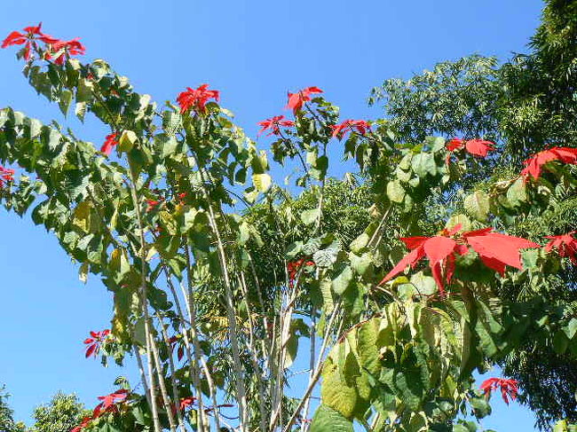 ポインセチアが艶やか