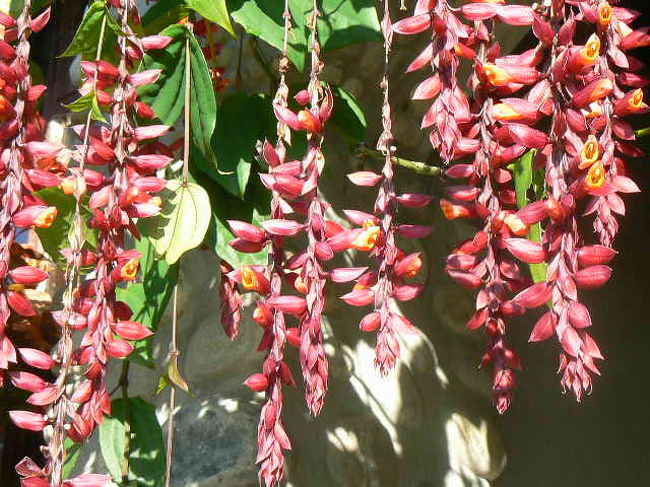 亜熱帯の花が咲いています