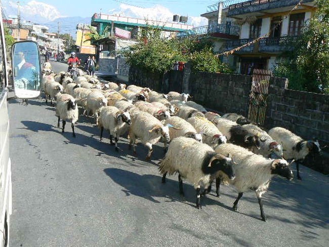 街中を移動中の羊