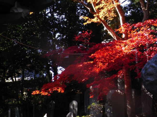 紅葉もまだこれからといった感じで、少しでも赤くなっている木は大人気だった。<br />薬王寺でいつも引く絵みくじには「待ち人は早ければ来るが、遅ければ来ない」と。