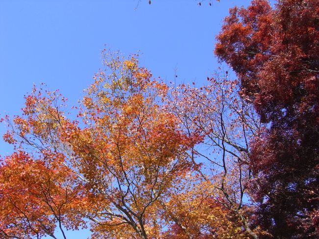 一丁平の手前辺りまでは人も多くて混み合ってますが、そこを過ぎると少し人が減ってきて落ち着いて散策が楽しめるかな。