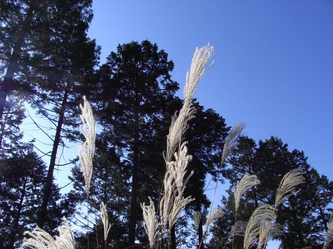 すすきもそよそよ。