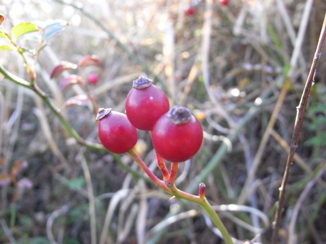 小下沢の分岐でちょっと遠回りして帰ろうとして、15分ほど歩いたら「ここから先は作業の人しか入れません」と看板が出ていて引き返すことになってしまった。<br />もっと手前に書いといてくれよ〜とガックリ。<br />ご飯を食べた後で良かった。お腹空いててこれだとかなり落ち込む。