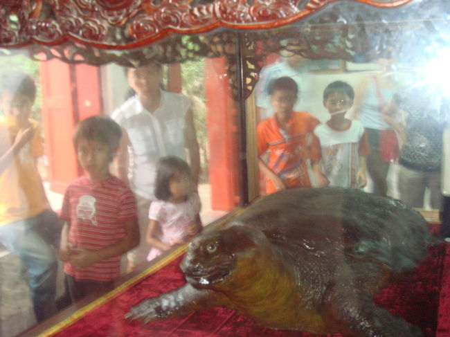 伝説の亀です。湖の多いハノイの、ホアンキエム湖に住んでいました。１，５だったか２ｍだったか。昔、勇士に剣を渡した亀です。勇士は剣で戦い、立派にハノイを守ったです。