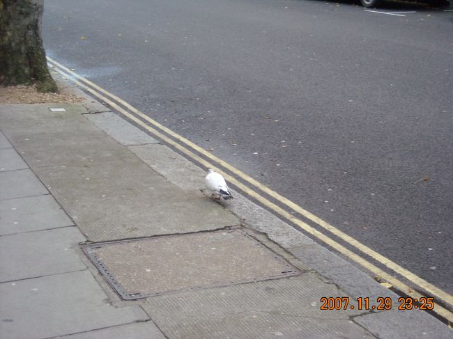 おはよう鳩さん，ご機嫌いかが。