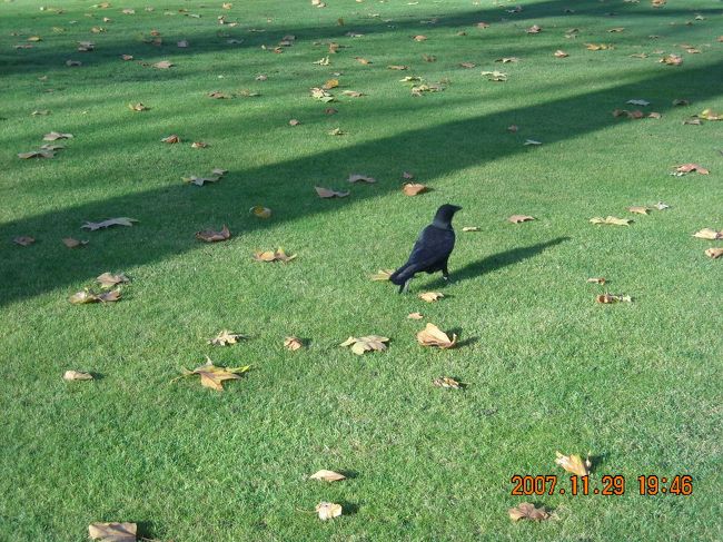 おはよう烏さん，ご機嫌いかが。