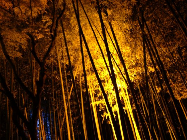 竹林のライトアップ