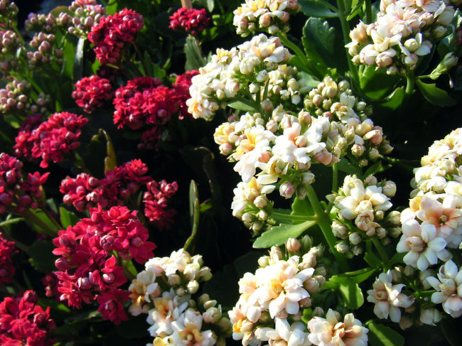 マーケット広場の花　