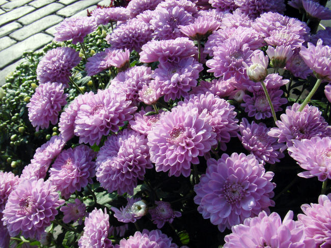 マーケット広場の花　菊？