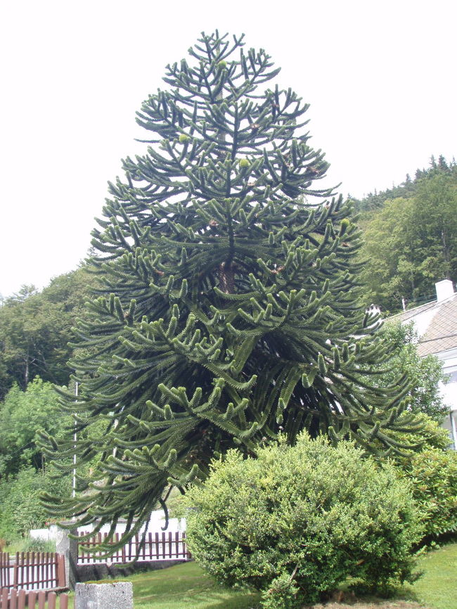 おもちゃみたいな木<br />