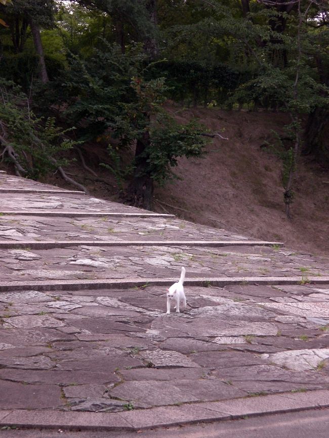 姫路城公園の階段を降りてきたスマートな白い美人