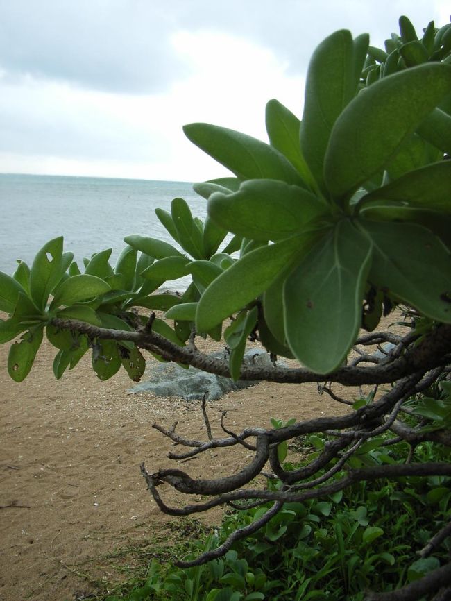 西表島の由布島