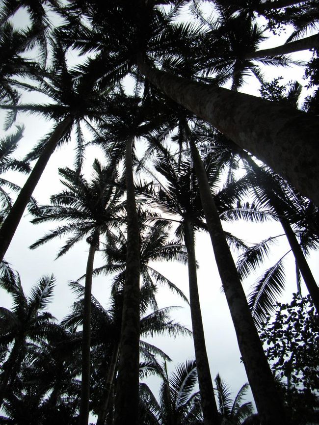 石垣島の椰子