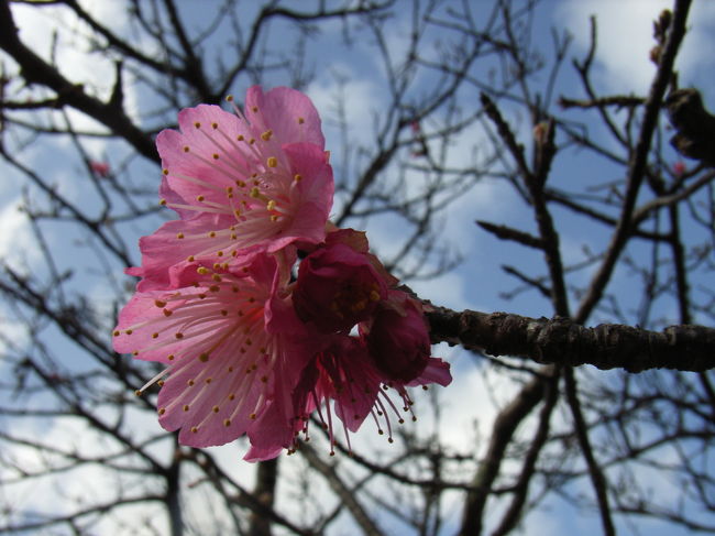 今帰仁城跡　寒緋桜が少しだけ咲いていました
