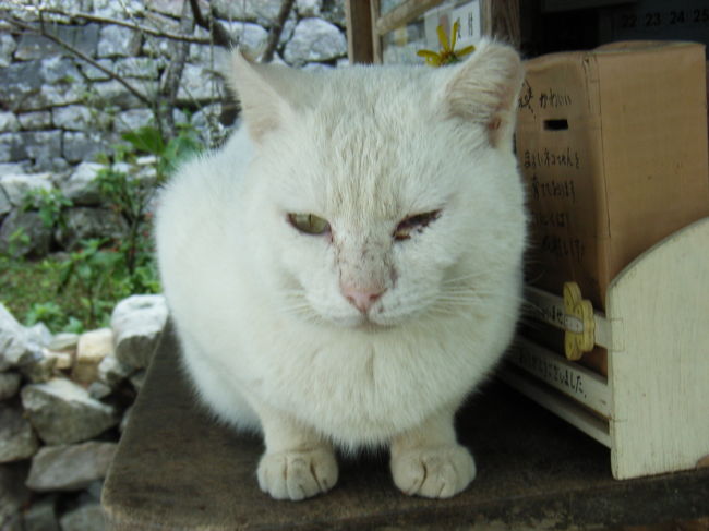 今帰仁城跡チケット売り場の看板猫