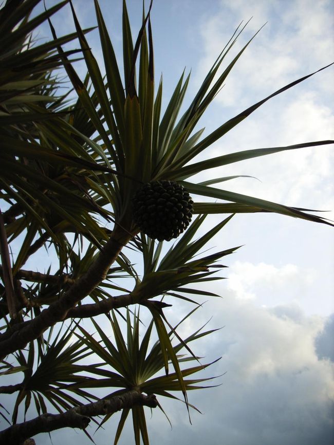 東南植物楽園　アダンですね