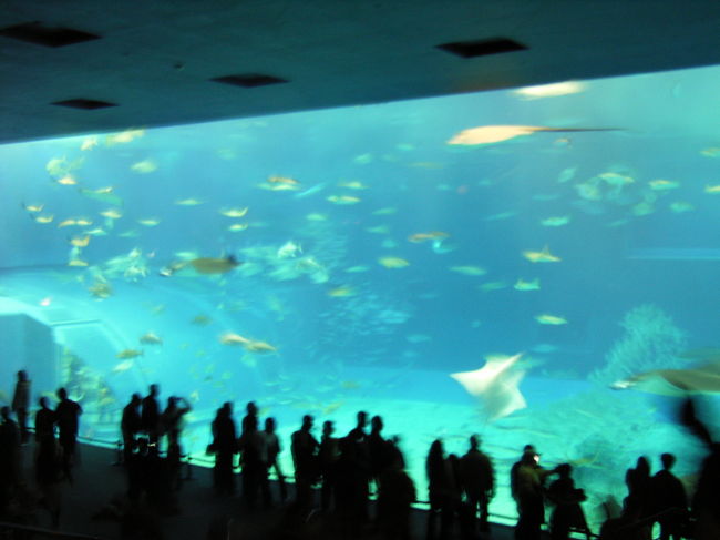 美ら海水族館の世界一の水槽